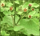 Burdock Seed