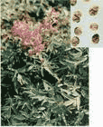 Corydalis Ambigua