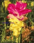 Curcuma Longa L.