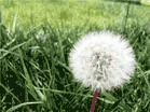 Dandelion