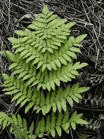 Dryopteris