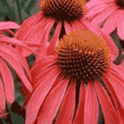 Echinacea Purpurea