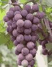 Grape Seed Extract