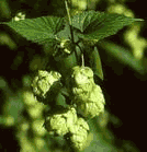 Hops Flower