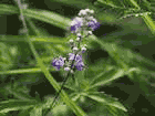 ʾ