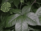 Siberian Ginseng