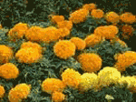 Tagetes Erecta Flower